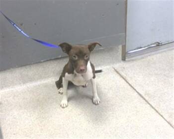 AMANDA -  Labrador Retriever and American Staffordshire Terrier Dog for Adoption in Tallahassee, Florida - AMANDA | PetCurious