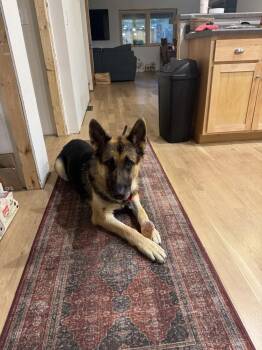 German Shepherd Dog Dogs Available for Adoption in Fredonia, Wisconsin - Kole | PetCurious