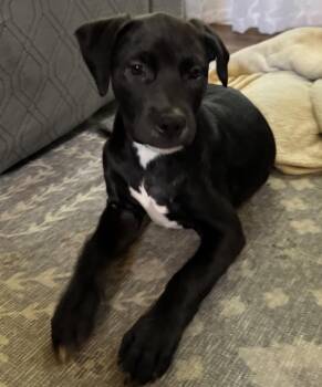 Cinder -  Mixed Breed Dog for Adoption in Maineville, Ohio - Cinder | PetCurious