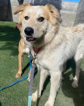 Bingo -  Great Pyrenees Dog for Adoption in Sedalia, Colorado - Bingo | PetCurious