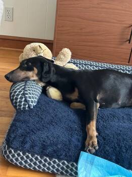 Lucy -  Doberman Pinscher Dog for Adoption in Arlington, Virginia - Lucy | PetCurious