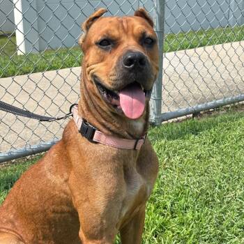 Cane Corso and Mixed Breed Dogs Available for Adoption in League City, Texas - Zira | PetCurious