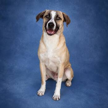 Hound Dogs Available for Adoption in Heber Springs, Arkansas - Lucas | PetCurious