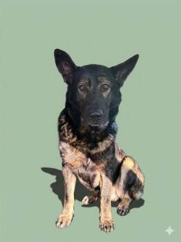 FEYRE -  Mixed Breed Dog for Adoption in Jacksonville, Florida - FEYRE | PetCurious