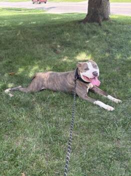 Mallard -  Mixed Breed Dog for Adoption in Cincinnati, Ohio - Mallard | PetCurious