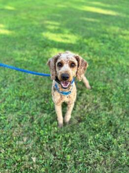 Rex -  Goldendoodle Dog for Adoption in Aiken, South Carolina - Rex | PetCurious