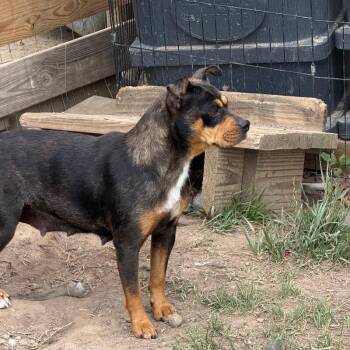 Rottweiler and Australian Cattle Dog Blue Heeler Dogs Available for Adoption in Partlow, Virginia - Princess - Mini | PetCurious