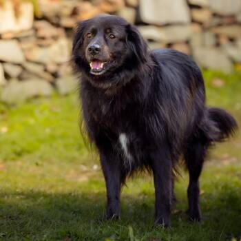 Mixed Breed Dogs Available for Adoption in Head Of Saint Margarets Bay, Nova Scotia - Clyde | PetCurious