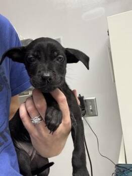 Arwen -  Pit Bull Terrier and Mixed Breed Dog for Adoption in Pequot Lakes, Minnesota - Arwen | PetCurious
