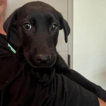 Charcoal -  Mixed Breed Dog for Adoption in Sand Springs, Oklahoma - Charcoal | PetCurious
