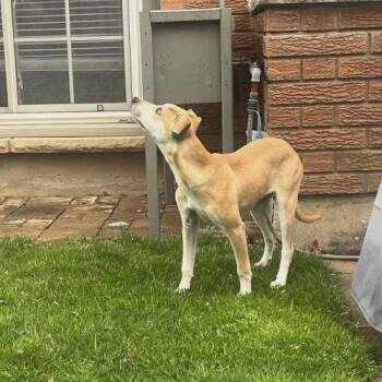 Chihuahua and Mixed Breed Dogs Available for Adoption in King City, Ontario - Angela | PetCurious