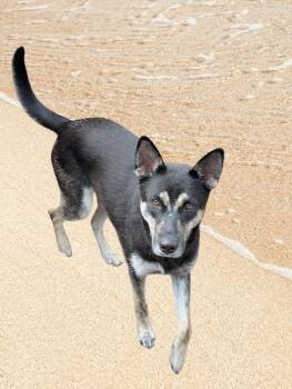 Husky and Belgian Shepherd Malinois Dogs Available for Adoption - Mango  | PetCurious