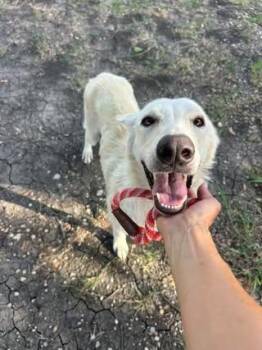 Dulce -  Shepherd Dog for Adoption in Rowlett, Texas - Dulce | PetCurious