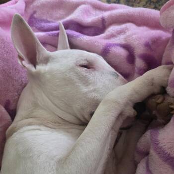 Bull Terrier Dogs Available for Adoption in Glenwood, Arkansas - Jack | PetCurious