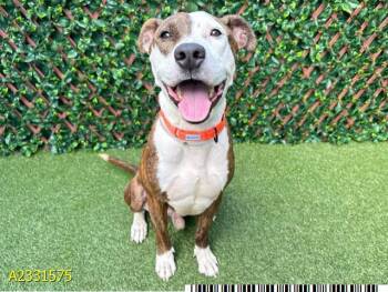 Mixed Breed Dogs Available for Adoption in West Palm Beach, Florida - DIGBY | PetCurious