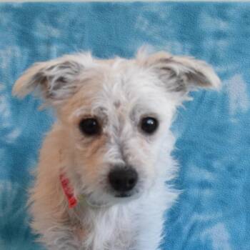 Chencha -  Terrier Dog for Adoption in Eureka, California - Chencha | PetCurious