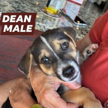Dean -  German Shepherd Dog and Golden Retriever Dog for Adoption in Myrtle Beach, South Carolina - Dean | PetCurious