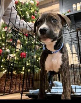 Rescue Pit Bull Terrier Dogs for Adoption in Shinnston, West Virginia - Ellis | PetCurious