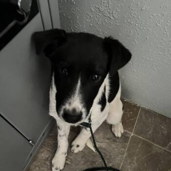 Elsa -  Border Collie and Mixed Breed Dog for Adoption in Kanab, Utah - Elsa | PetCurious