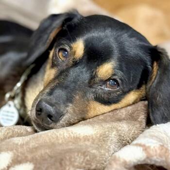 Danny -  Dachshund Dog for Adoption in Santa Monica, California - Danny | PetCurious