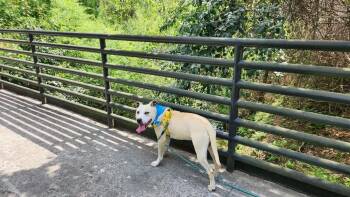 Boxer Dogs Available for Adoption in Beech Island, South Carolina - Debo | PetCurious