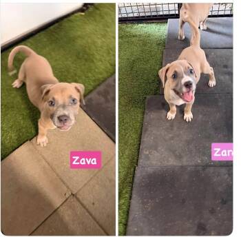 Zara and Zara -  Pit Bull Terrier Dog for Adoption in Seaside Heights, New Jersey - Zara And Zara | PetCurious