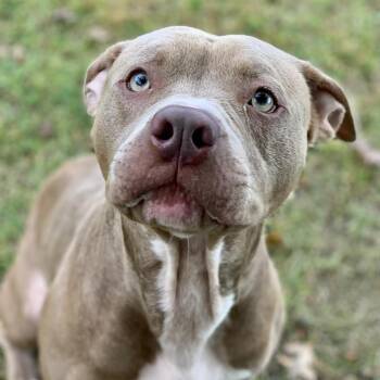 Koda -  Pit Bull Terrier and Mixed Breed Dog for Adoption in Blairsville, Georgia - Koda | PetCurious