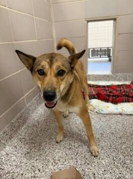 Zorua -  Siberian Husky and Mixed Breed Dog for Adoption in Gastonia, North Carolina - Zorua | PetCurious