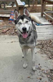 Husky Dogs Available for Adoption - Arcanine | PetCurious