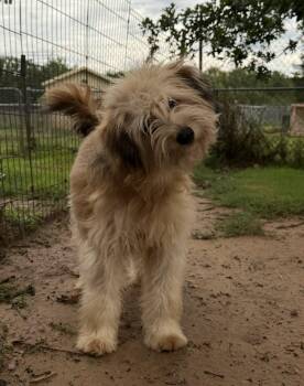 Wheaten Terrier Dogs Available for Adoption in Mineola, Texas - Rigby | PetCurious