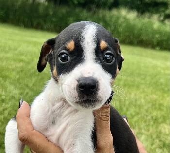 MANDRAKE -  Hound Dog for Adoption in Belmont, New York - MANDRAKE | PetCurious