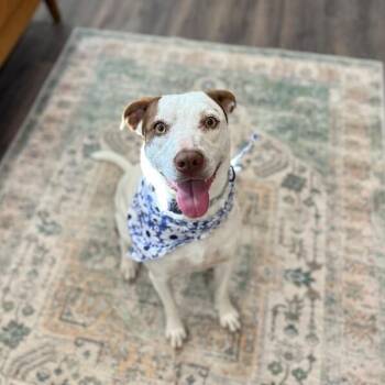 Beagle and Labrador Retriever Dogs Available for Adoption - Shortcake Sweetie | PetCurious