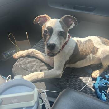 Sesame -  American Staffordshire Terrier and Pit Bull Terrier Dog for Adoption in Warrenville, Illinois - Sesame | PetCurious