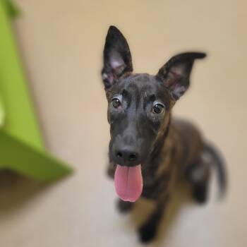 Rescue Terrier and Mixed Breed Dogs for Adoption in Corpus Christi, Texas - Rosa Barks | PetCurious