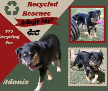 Adonis (Recycle) -  Australian Shepherd Dog for Adoption in Lindsay, California - Adonis (Recycle) | PetCurious