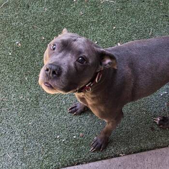 Royal Blu -  Mixed Breed Dog for Adoption in Fairport, New York - Royal Blu | PetCurious