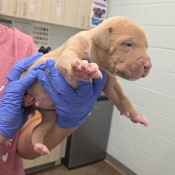 Peter Pan -  Mixed Breed Dog for Adoption in Chattanooga, Tennessee - Peter Pan | PetCurious