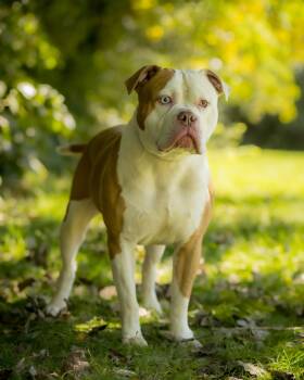 CASTLE (0149) -  American Bully Dog for Adoption in Bridgeport, Connecticut - CASTLE (0149) | PetCurious