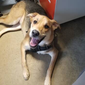 Rescue German Shepherd Dog Dogs for Adoption in Jasper, Indiana - Mishka | PetCurious