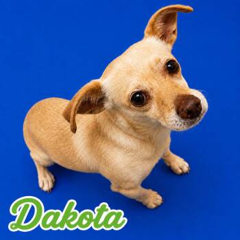 Dakota -  Chihuahua Dog for Adoption in Scottsdale, Arizona - Dakota | PetCurious