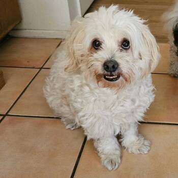 Mixed Breed Dogs Available for Adoption in Ramona, California - Milo | PetCurious
