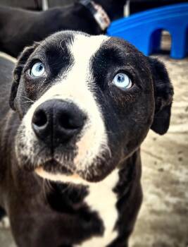 Cheer -  Black Labrador Retriever and Pit Bull Terrier Dog for Adoption in Roswell, Georgia - Cheer | PetCurious