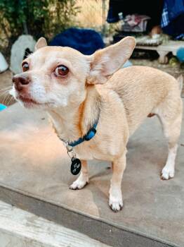 Rescue Chihuahua Dogs for Adoption in Jackson, Wyoming - Charlie | PetCurious