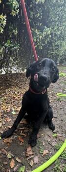 Labrador Retriever and Mixed Breed Dogs Available for Adoption in Conway, South Carolina - Mackerel | PetCurious