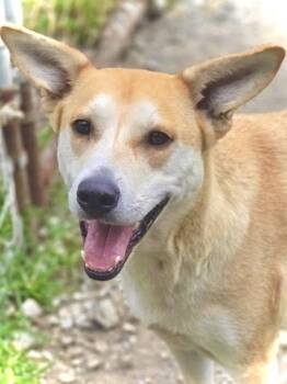 Mandy -  Mixed Breed Dog for Adoption in Chatsworth, Georgia - Mandy | PetCurious