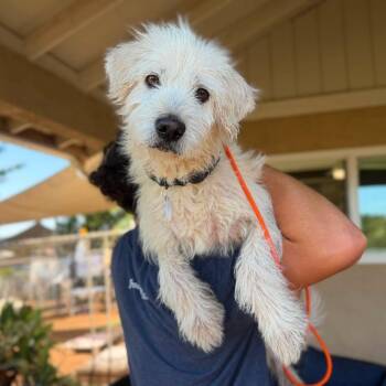 Ozzy -  Terrier Dog for Adoption in Ramona, California - Ozzy | PetCurious