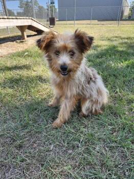 Rescue Norfolk Terrier Dogs for Adoption in Broomfield, Colorado - Tedenby / Primrose | PetCurious