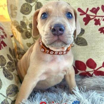 Hound and Labrador Retriever Dogs Available for Adoption - Orion Space | PetCurious