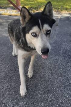 Pomeranian and Siberian Husky Dogs Available for Adoption - Penny - 1 | PetCurious