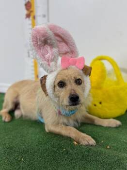 Hugo-One of our Amazing Rescue Dogs -  Border Terrier and Chihuahua Dog for Adoption in Carlsbad, California - Hugo-One Of Our Amazing Rescue Dogs | PetCurious